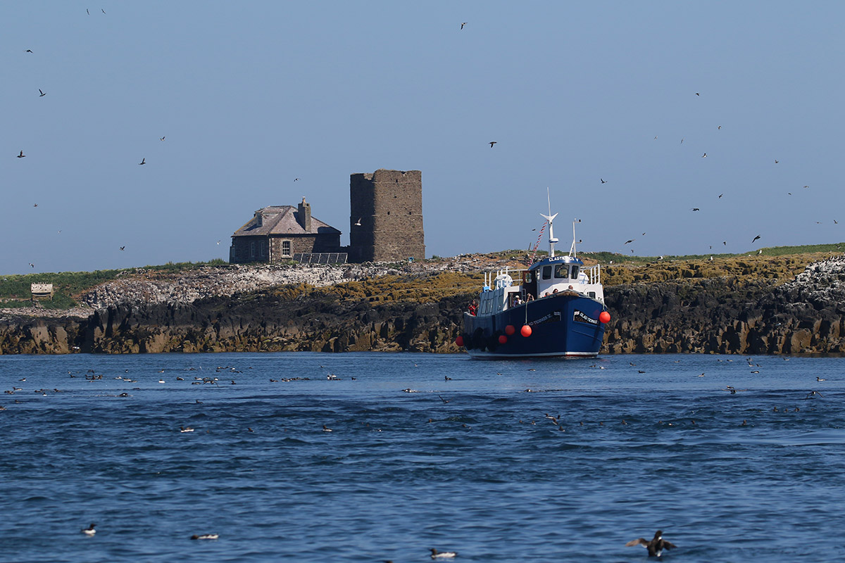 Brownsman Island Farne Islands